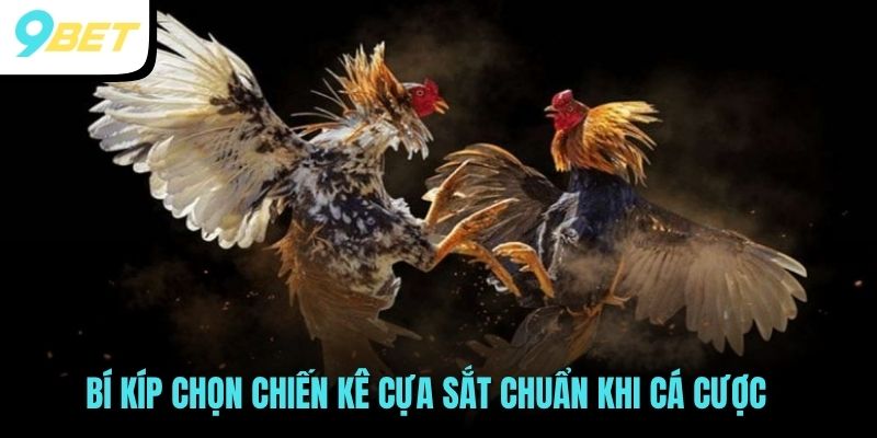Đá Gà Cựa Sắt 9BET - Theo Dõi Những Trận Đấu Mãn Nhãn 4 Bí kíp chọn chiến kê cựa sắt chuẩn khi cá cược