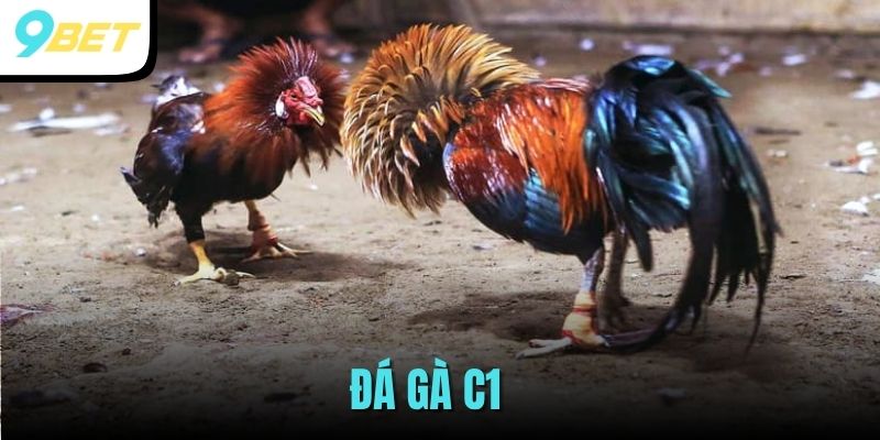 Đá Gà C1: Giải Đấu Đỉnh Cao, Kịch Tính Và Hấp Dẫn Tại 9BET 1 da-ga-c1