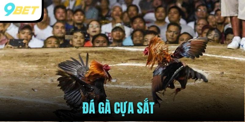 Đá Gà Cựa Sắt 9BET - Theo Dõi Những Trận Đấu Mãn Nhãn 3 đá gà cựa sắt