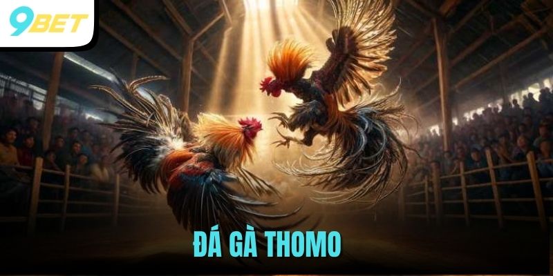 Đá Gà Thomo - Bộ Môn Dành Cho Những Tín Đồ Chọi Kê 4 đá gà Thomo