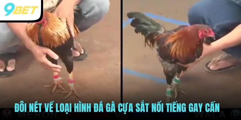 Đá Gà Cựa Sắt 9BET - Theo Dõi Những Trận Đấu Mãn Nhãn 2 Đôi nét về loại hình đá gà cựa sắt nổi tiếng gay cấn